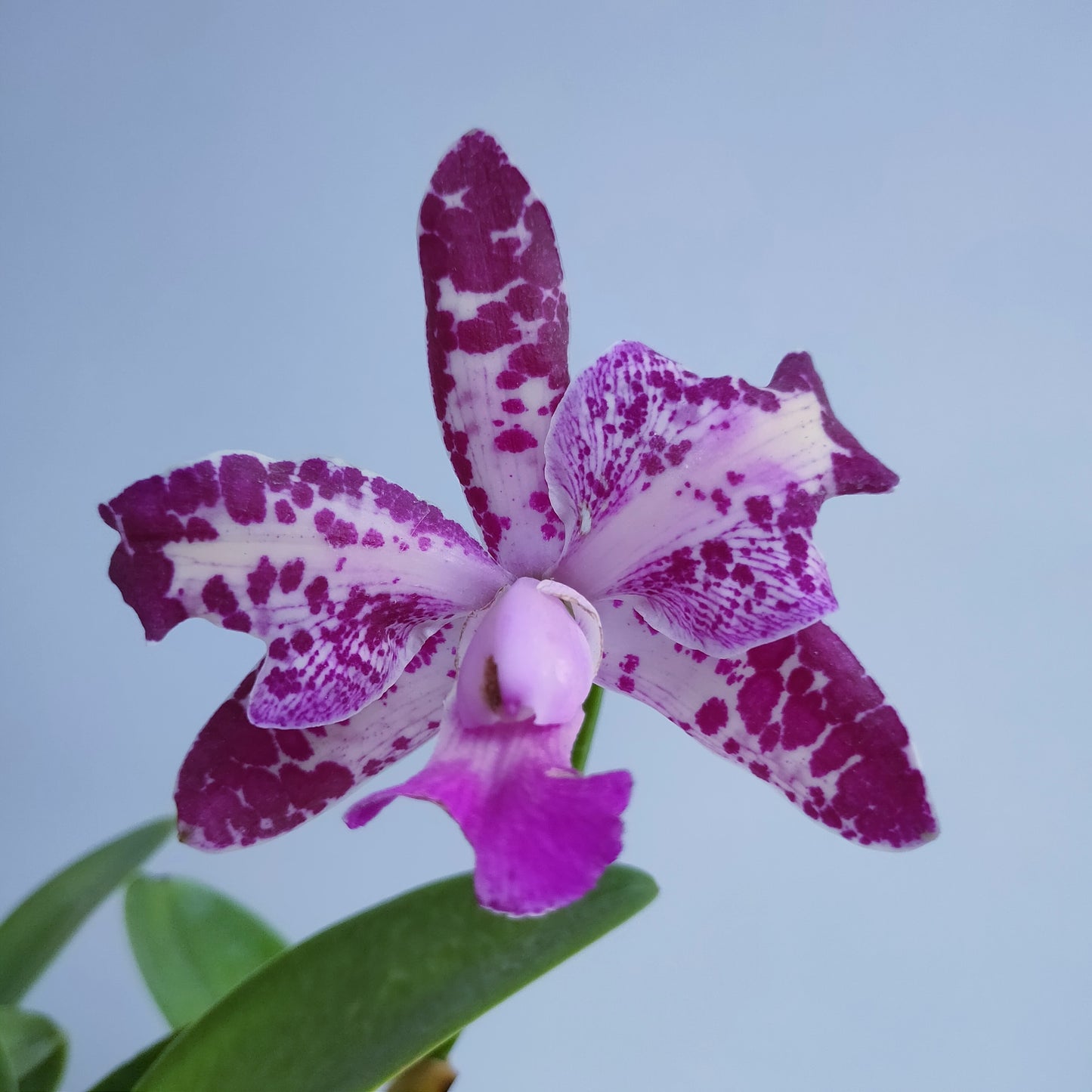 Cattleya Royal Cognac - BS