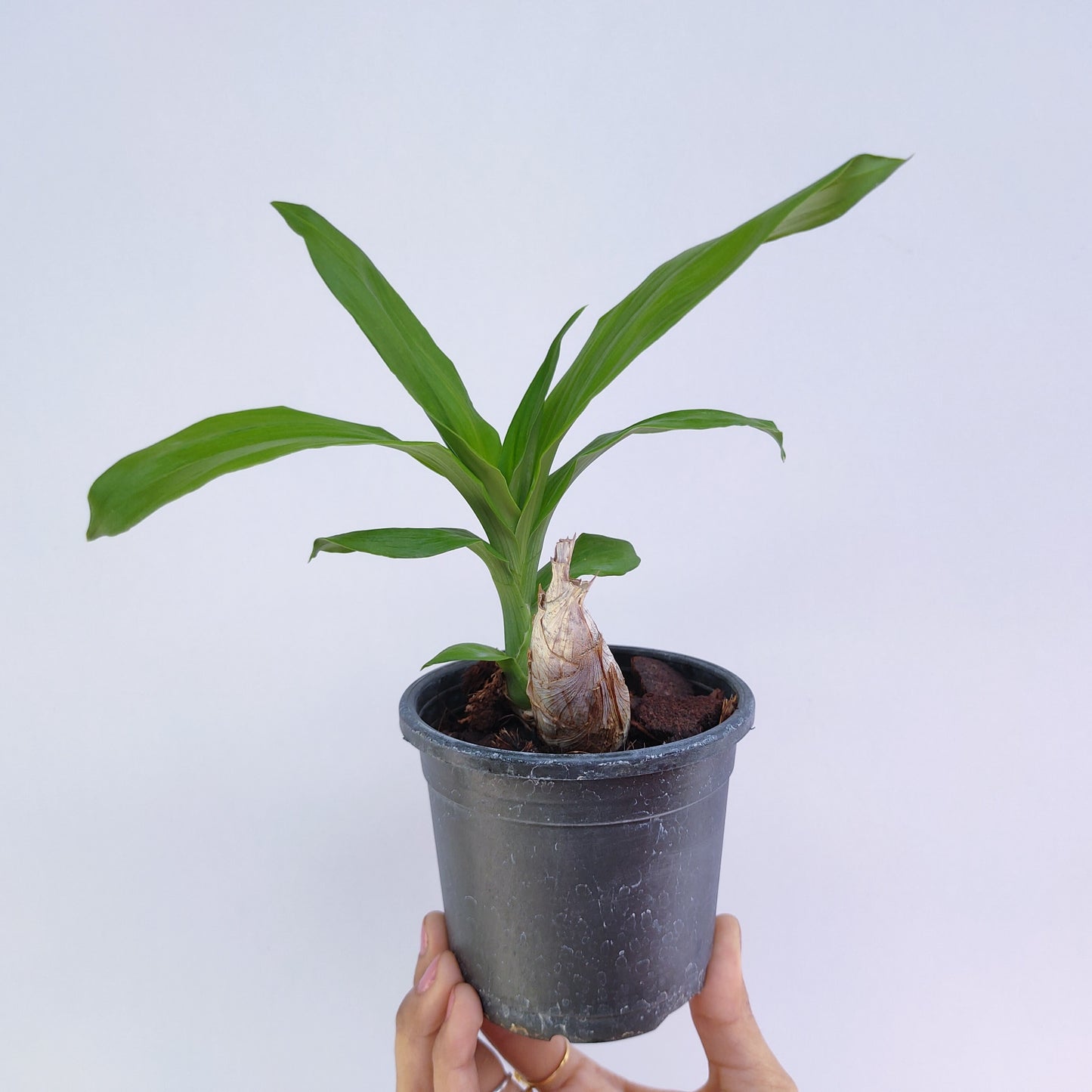 Clowesetum Emerald Princess Cream - BS