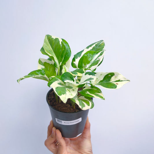 Money Plant N'Joy Small Pot