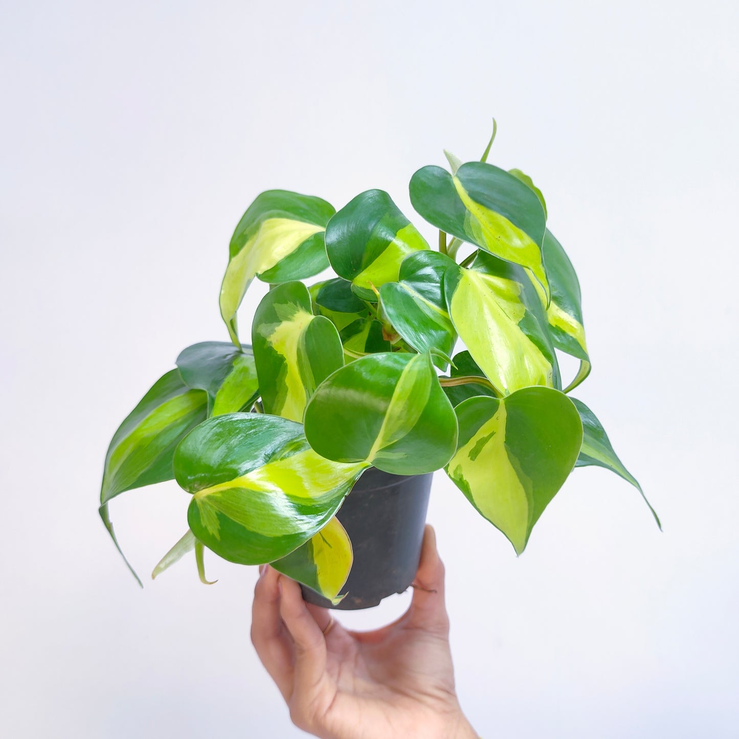 Philodendron Brasil | Indoor & Outdoor Plant Hanging
