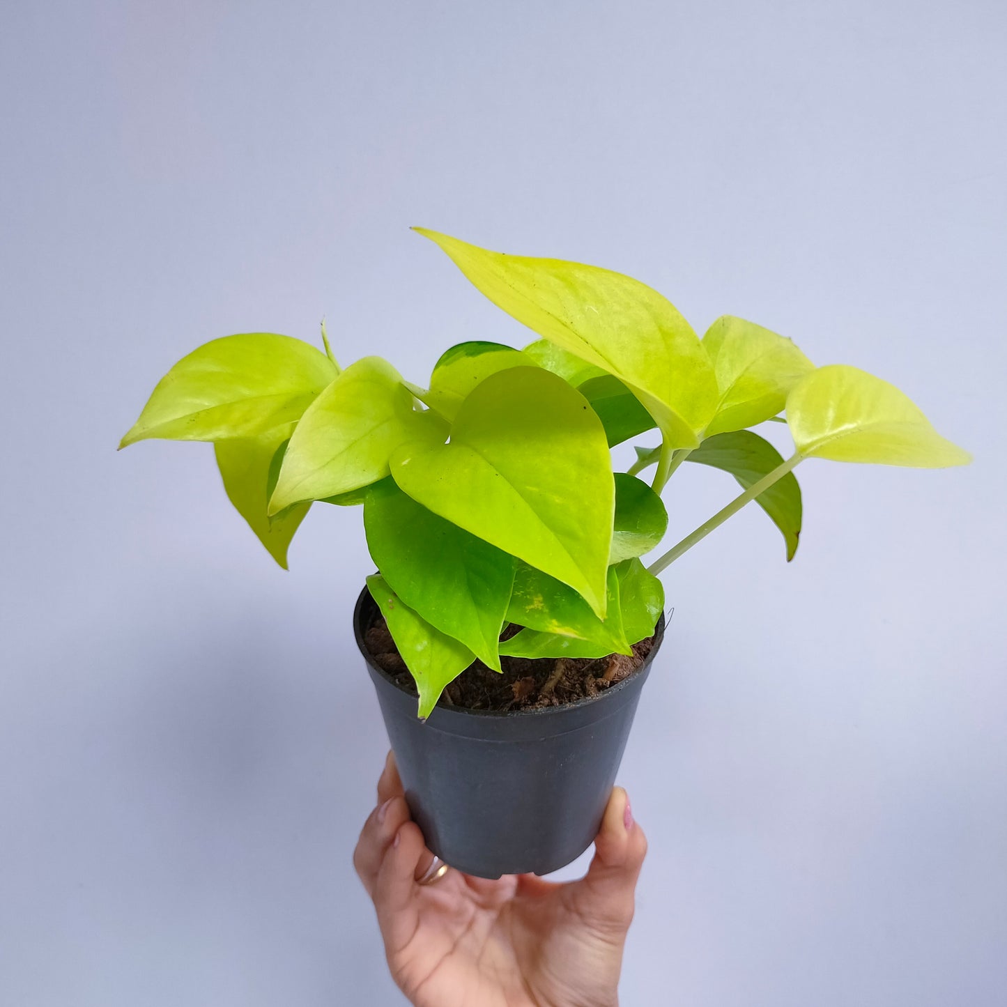 Money Plant Neon