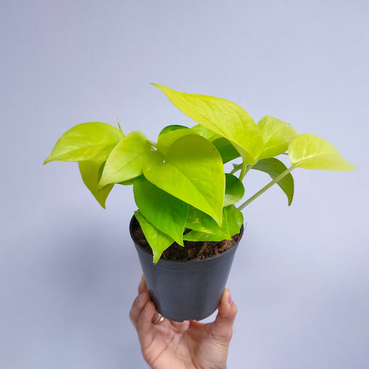 Money Plant Neon Small Pot
