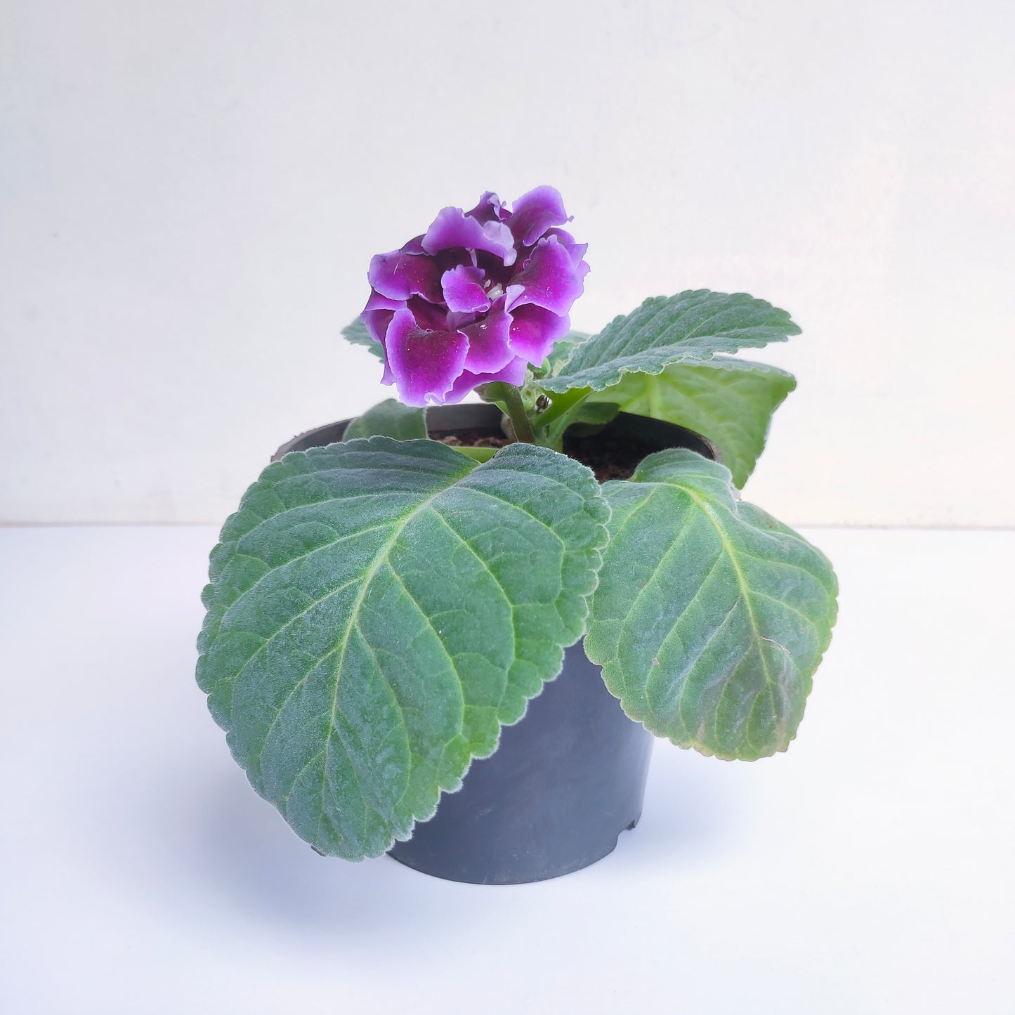 Gloxinia Pink OR Blue - With Buds | FF