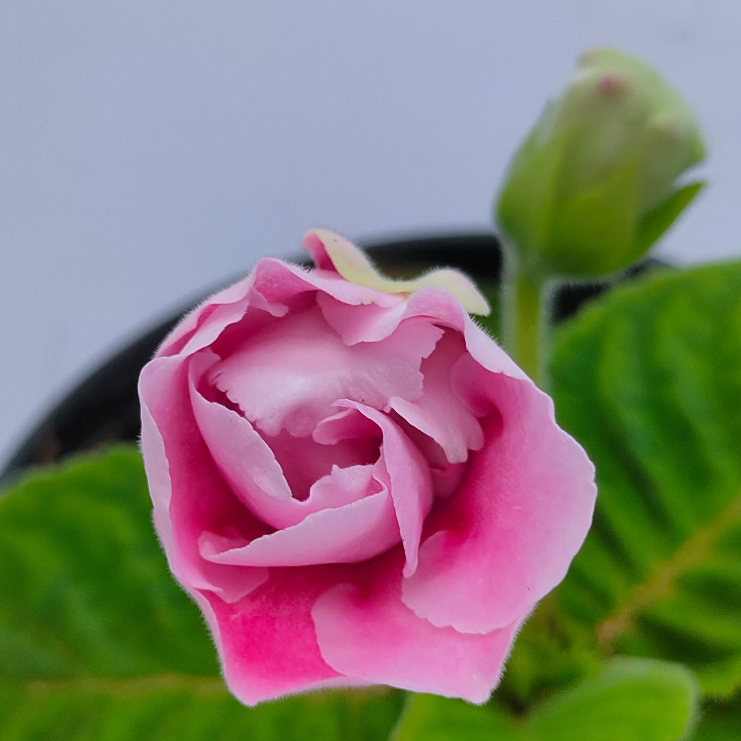 Gloxinia Pink OR Blue - With Buds | FF