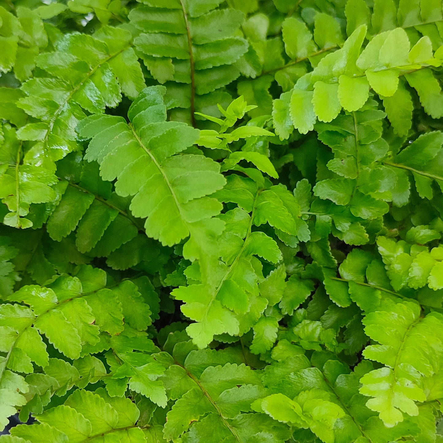 Montana Fern