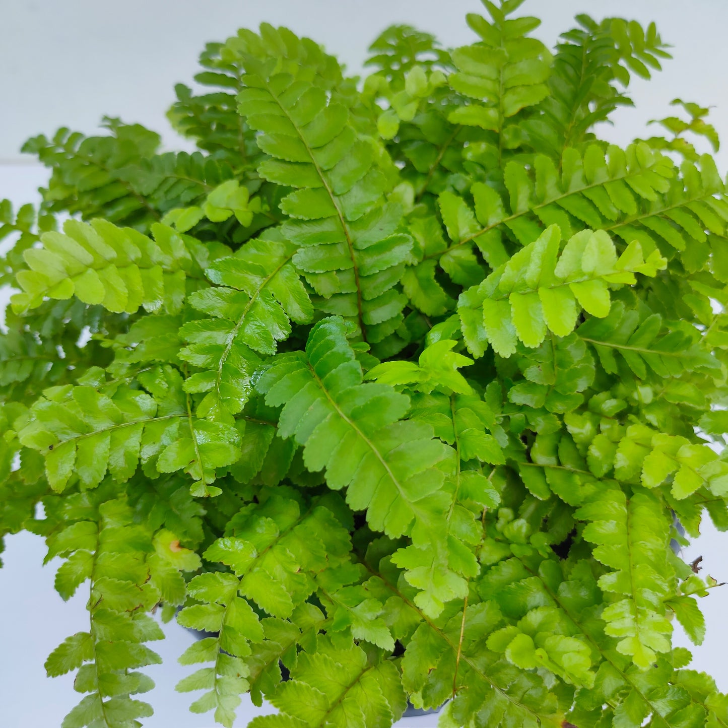 Montana Fern