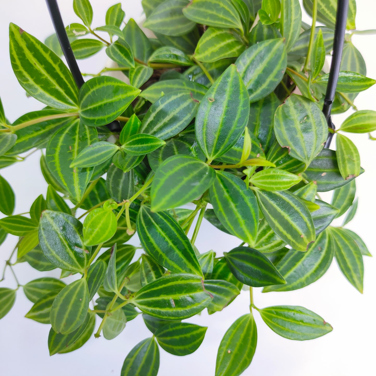 Peperomia Angulata