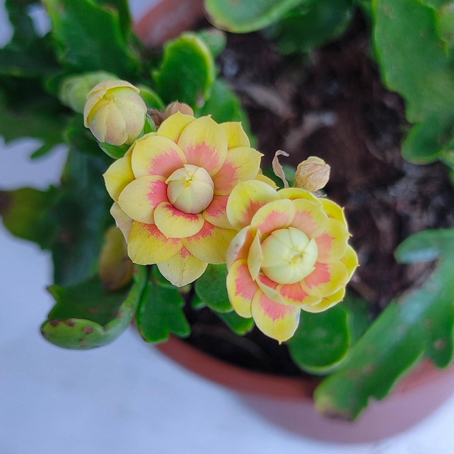 Kalanchoe | Flowering Plants