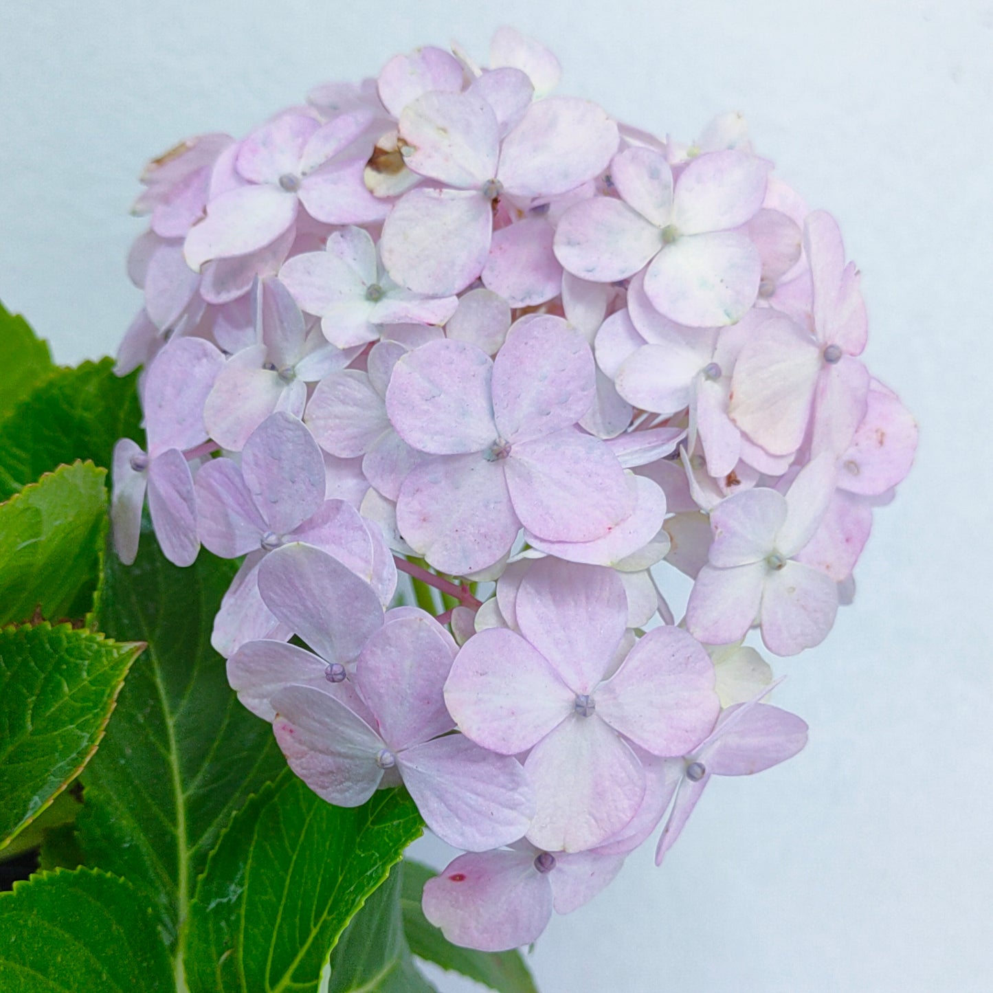Hydrangea Small Pot