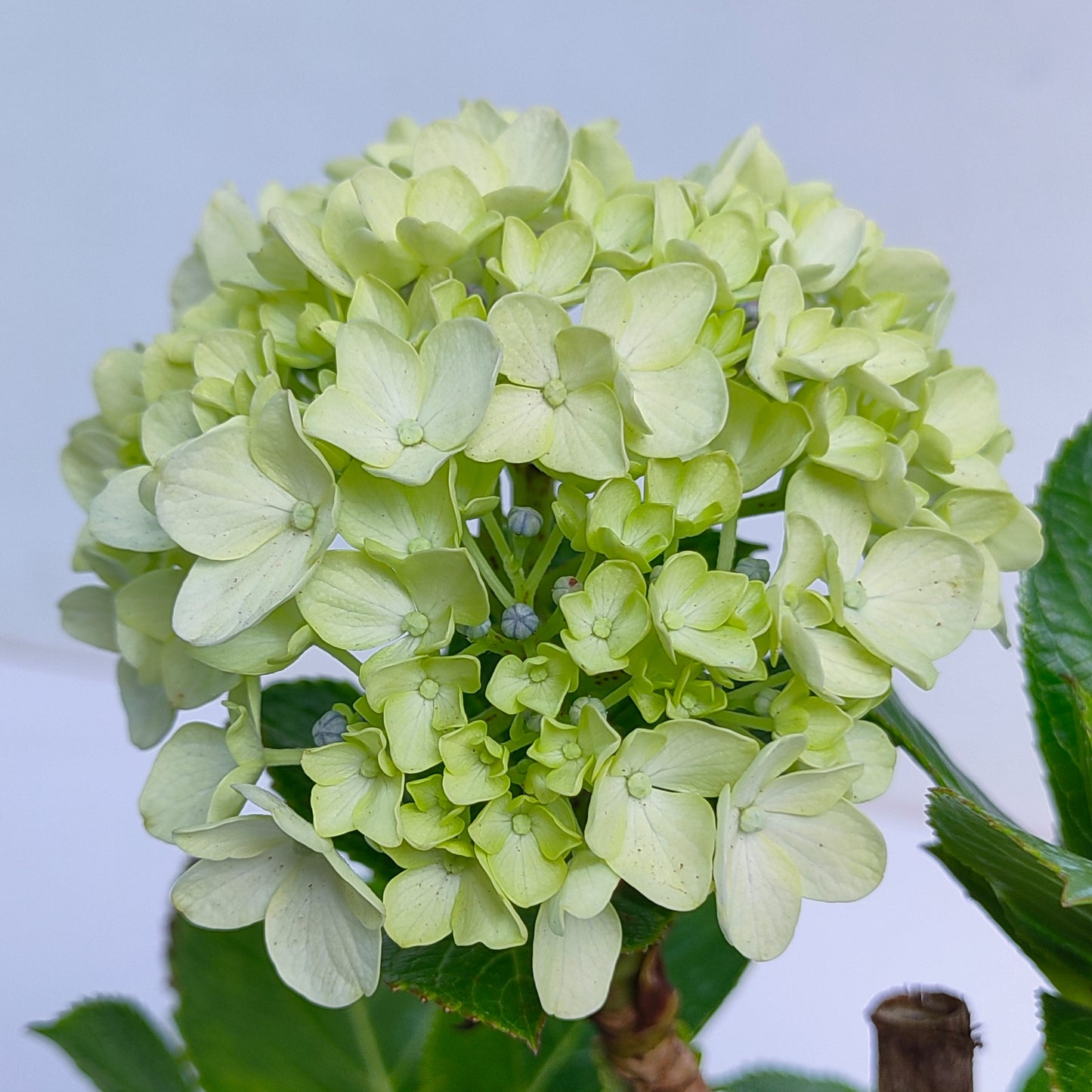 Hydrangea Small Pot