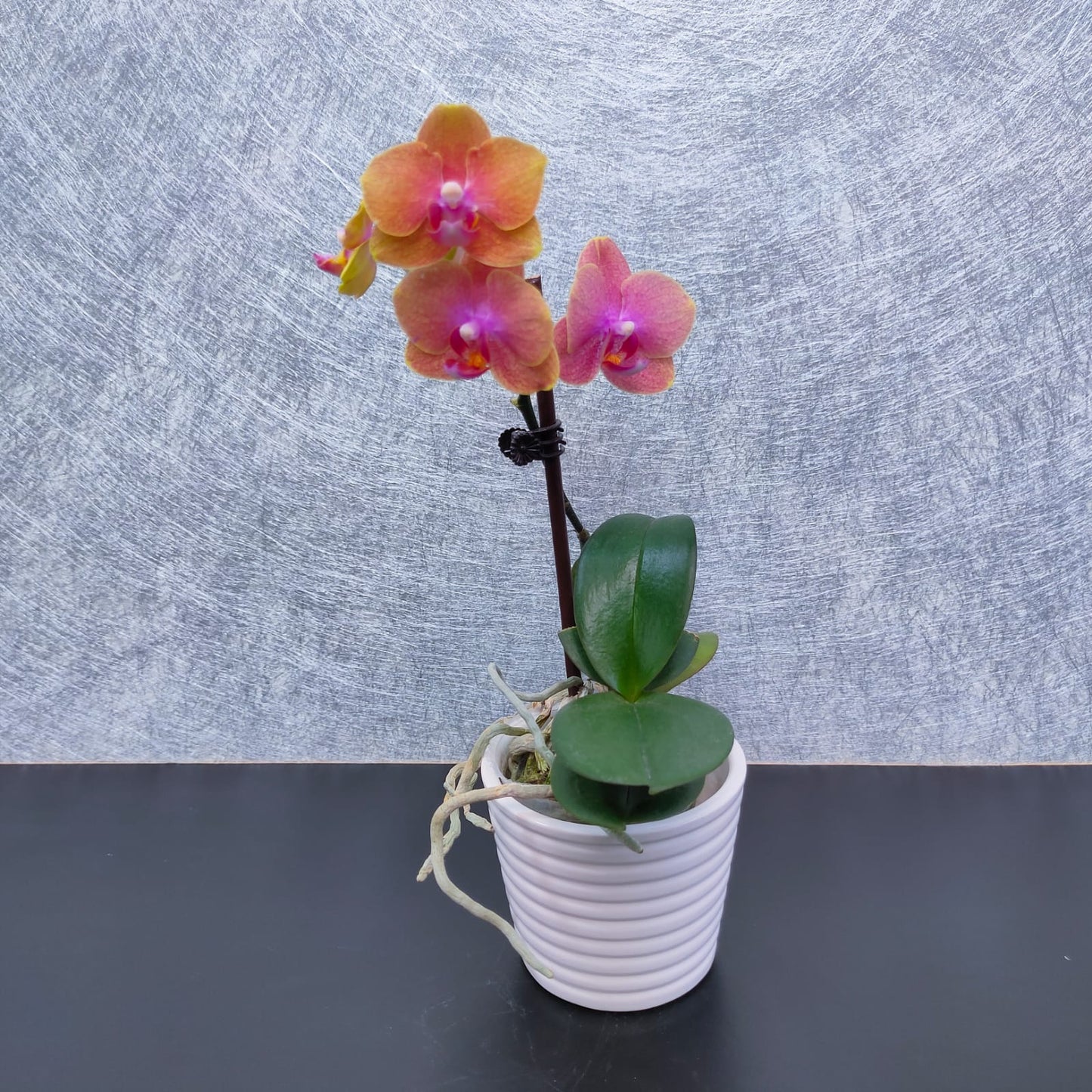 Ceramic Ribbon Pot | CRP-29
