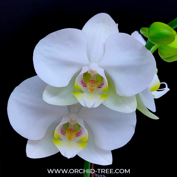 Phalaenopsis YoungHome White Apple - FF