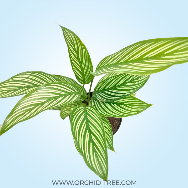 Calathea | 2 Varities