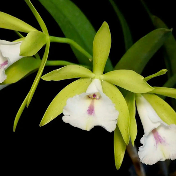 Cattleya (Pvc.) Wufong Jade - FF