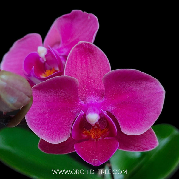 Kokedama Phalaenopsis Young home Bella - FF (Miniature)