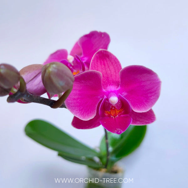 Kokedama Phalaenopsis Young home Bella - FF (Miniature)