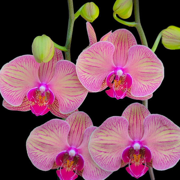 Phalaenopsis YoungHome Golden Leopard - BS - Buy Orchids Plants Online by Orchid-Tree.com