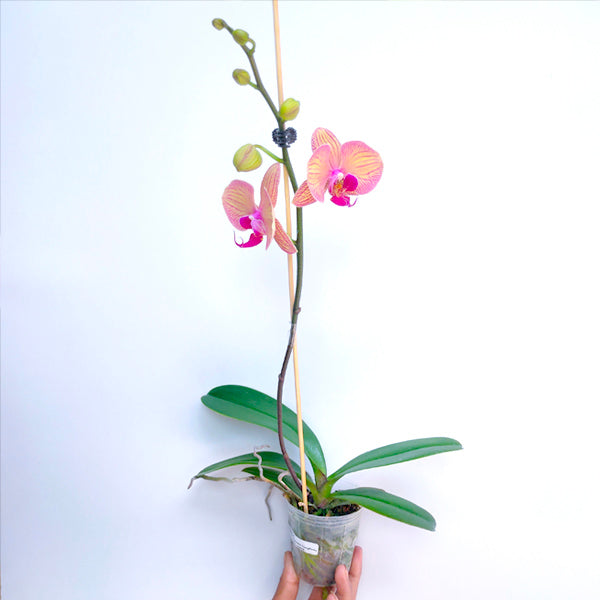 Phalaenopsis YoungHome Golden Leopard - BS - Buy Orchids Plants Online by Orchid-Tree.com