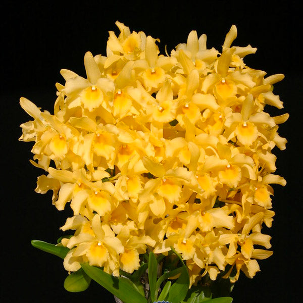 Dendrobium Yellow Song Candy - With Spike | FF - Buy Orchids Plants Online by Orchid-Tree.com