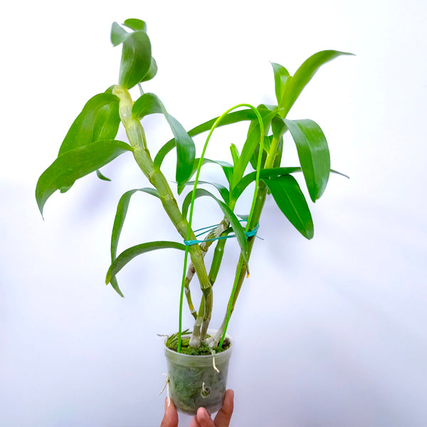 Dendrobium Yukidaruma King - BS