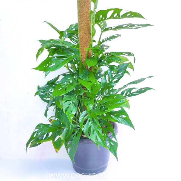 Monstera adansonii - Large