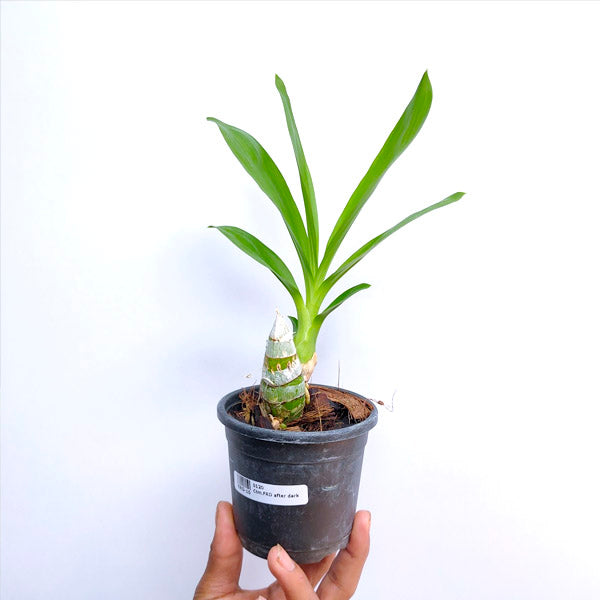 Catasetum (Fred.) After Dark 'Black Pearl' - |BS - Buy Orchids Plants Online by Orchid-Tree.com