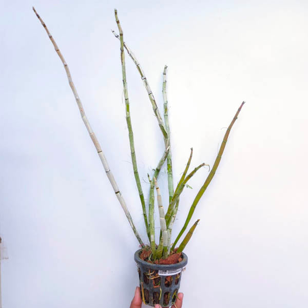 Dendrobium amethystoglossum sp. - BS