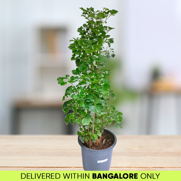 Aralia Green
