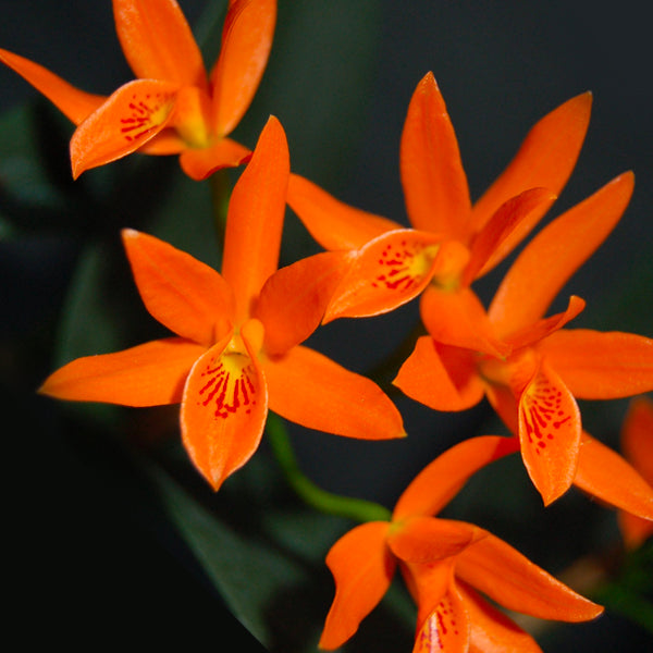Cattleya aurantiaca sp. - BS