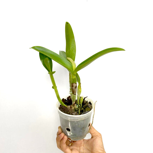 Cattleya aurantiaca sp. - BS