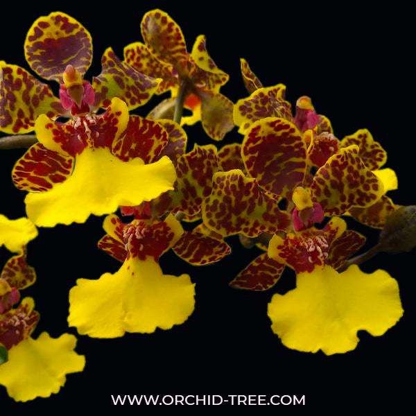 Oncidium Baipai (Trichocentrum sunny village x lancianum) - FF