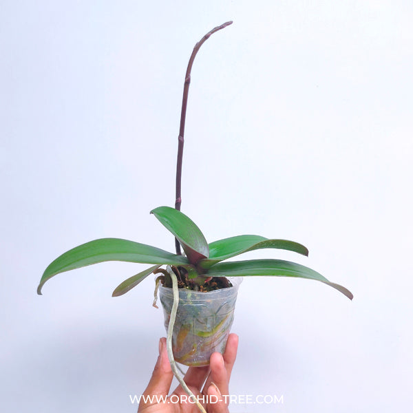 Phalaenopsis Beauty and Beast - BS