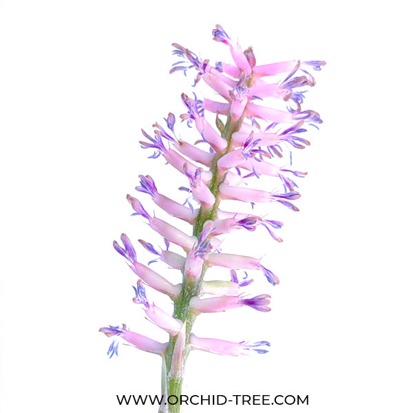 Bromeliad - Buy Orchids Plants Online by Orchid-Tree.com