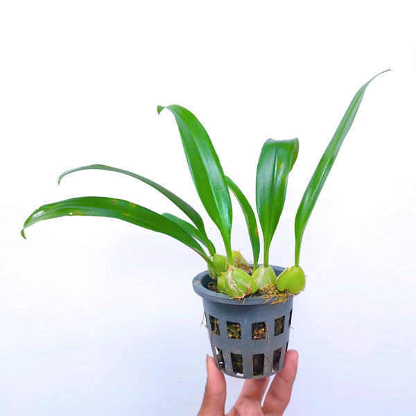Bulbophyllum lindleyanum sp. - BS