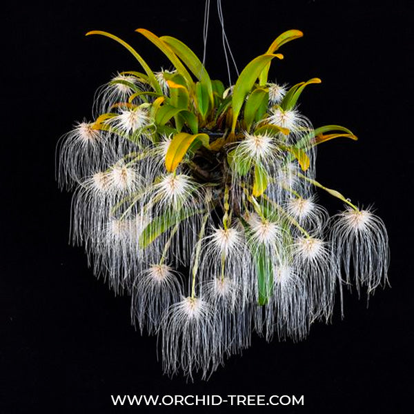 Bulbophyllum medusae sp. - BS