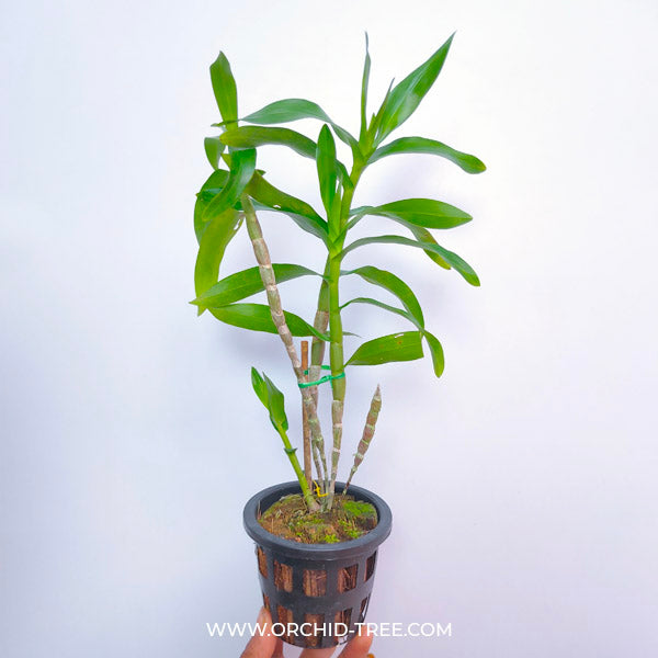 Dendrobium bullenianum sp. - BS
