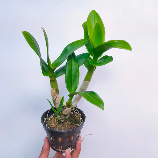 Dendrobium Burana # 2 - BS