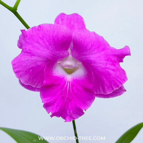 Dendrobium Humming Butterfly #1 - BS