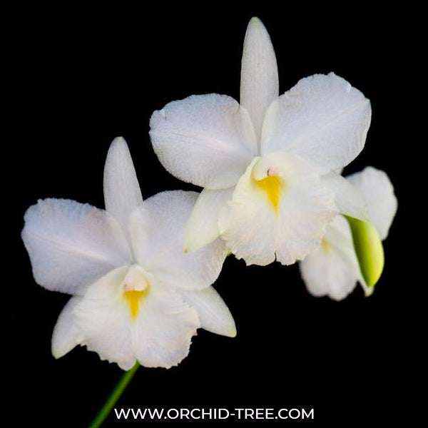 Cattleya (Brougtonia) White Jet Set - BS