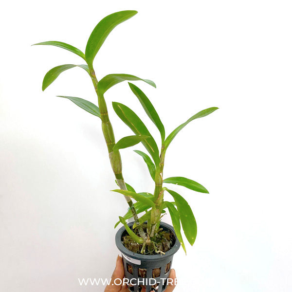 Dendrobium Caesar Chaid - BS