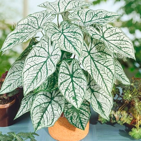 Caladium