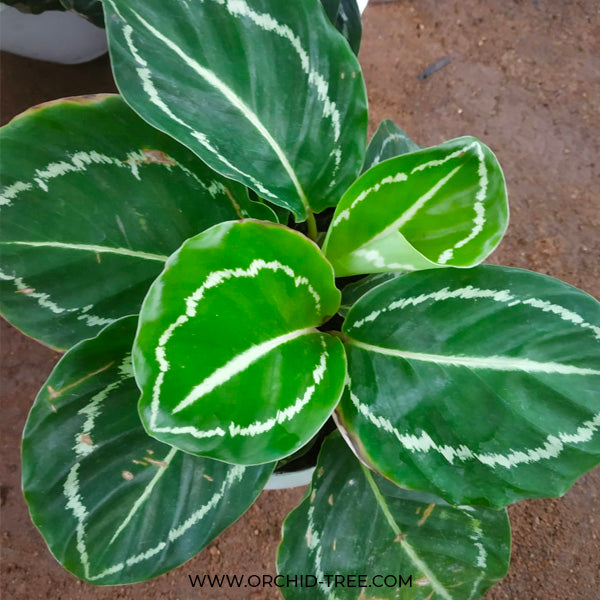 Calathea Jungle Rose