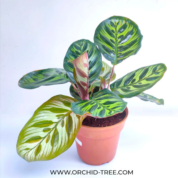 Calathea Makoyana
