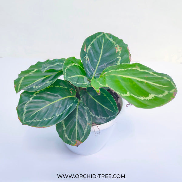 Calathea Jungle Rose