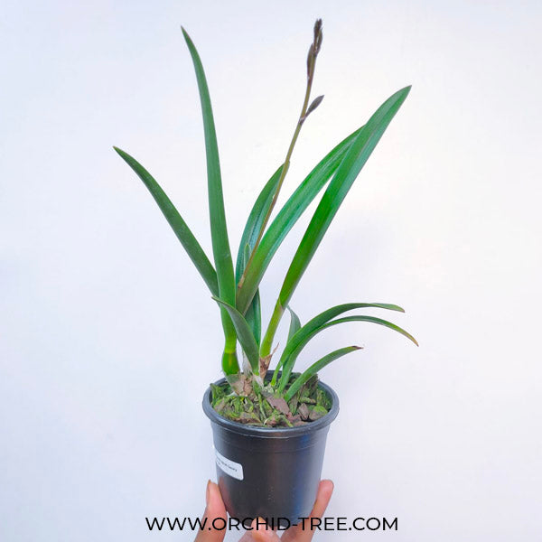 Encyvola Jairak Canary 'Orange' - BS