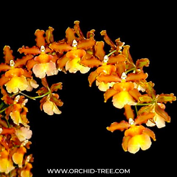 Oncidium (Odcdm.) Catatante 'Pacific Sunburst' - BS