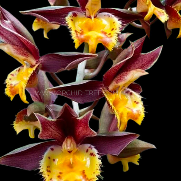 Catasetum Jumbo Tycoon x Susan Fuchs Burgundy Chips - BS