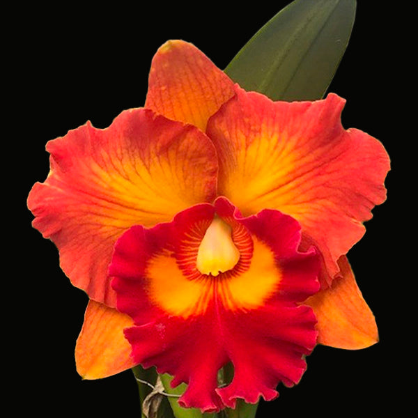 Cattleya Nakornchaisri Delight No. 2 Orchid Plant - BS