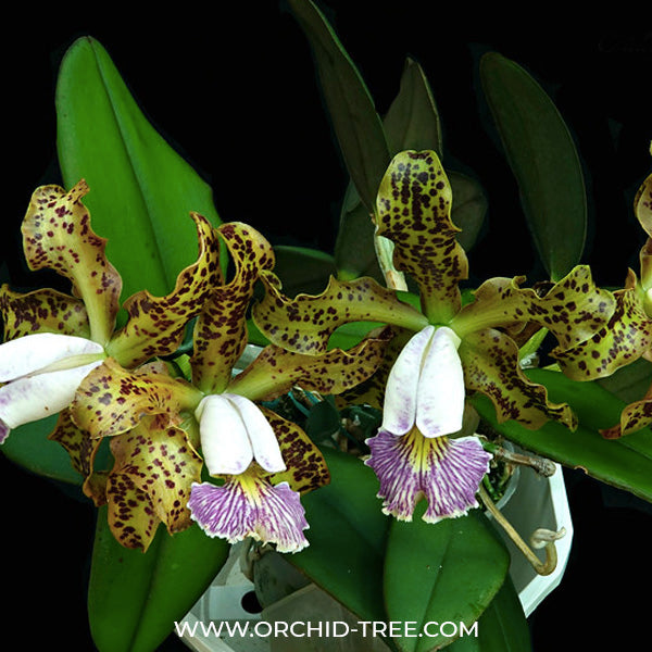 Cattleya schilleriana var coerulea sp. - BS