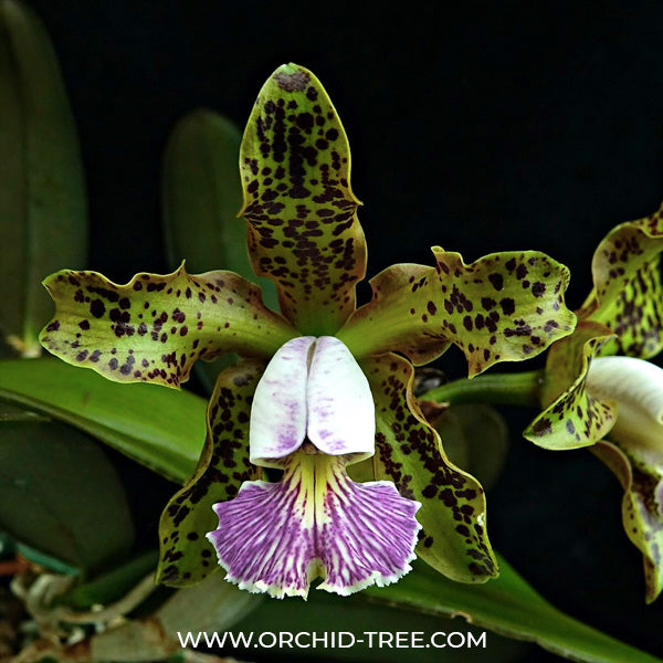Cattleya schilleriana var coerulea sp. - BS